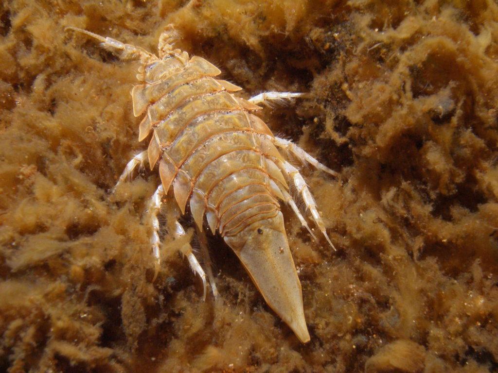 Red List of Benthic Invertebrates – HELCOM