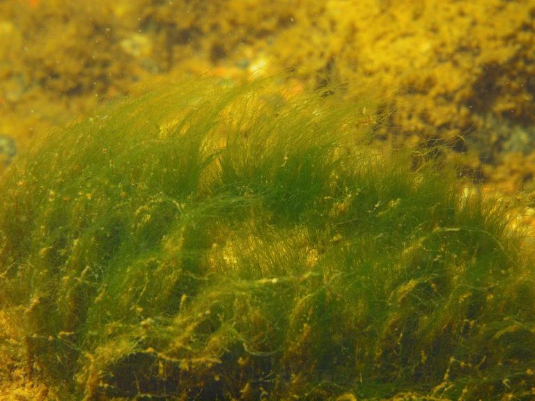 Red List of Macrophytes – HELCOM