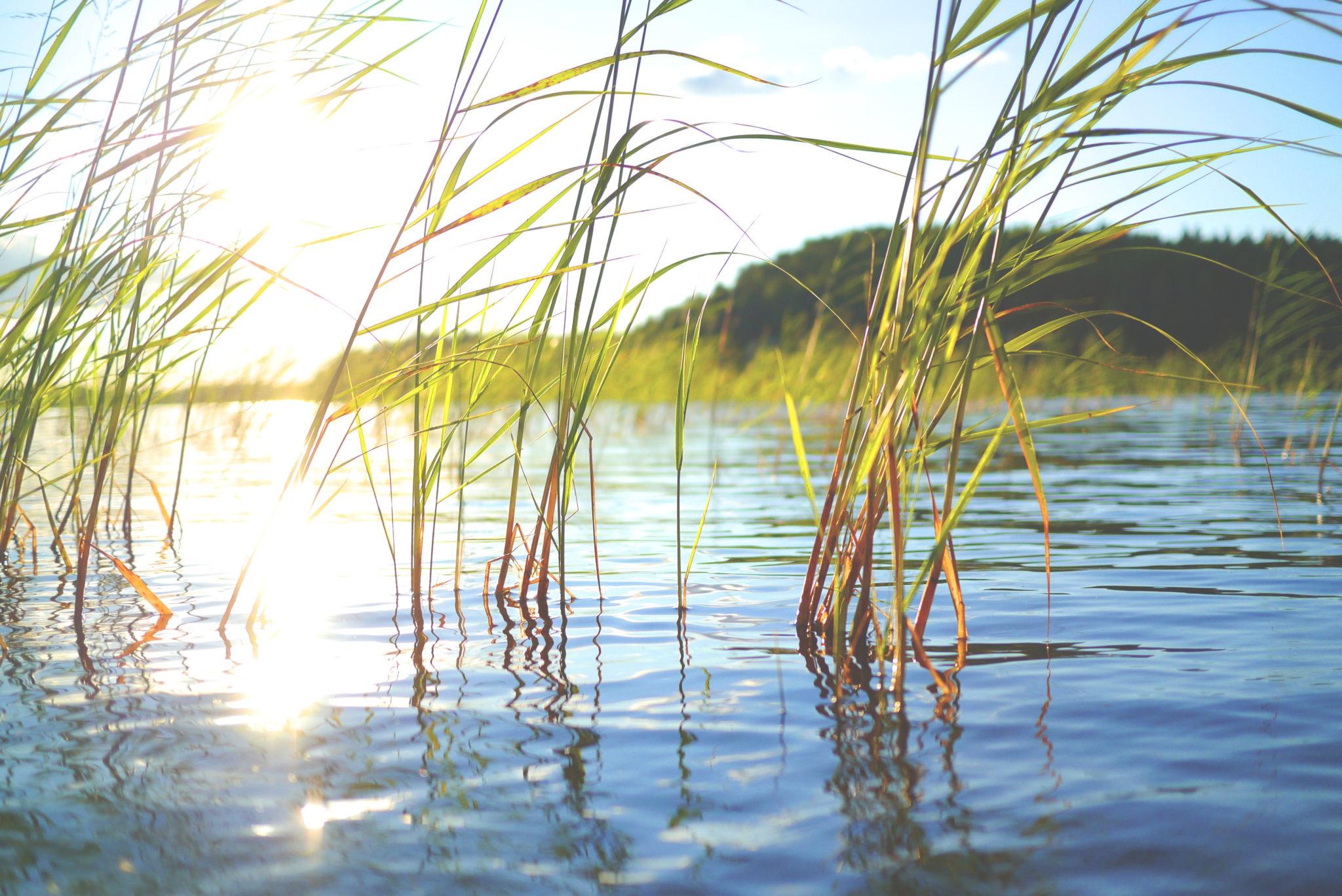 Камыши фото на воде Managers of marine protected areas connect in Vaasa for better transboundary col